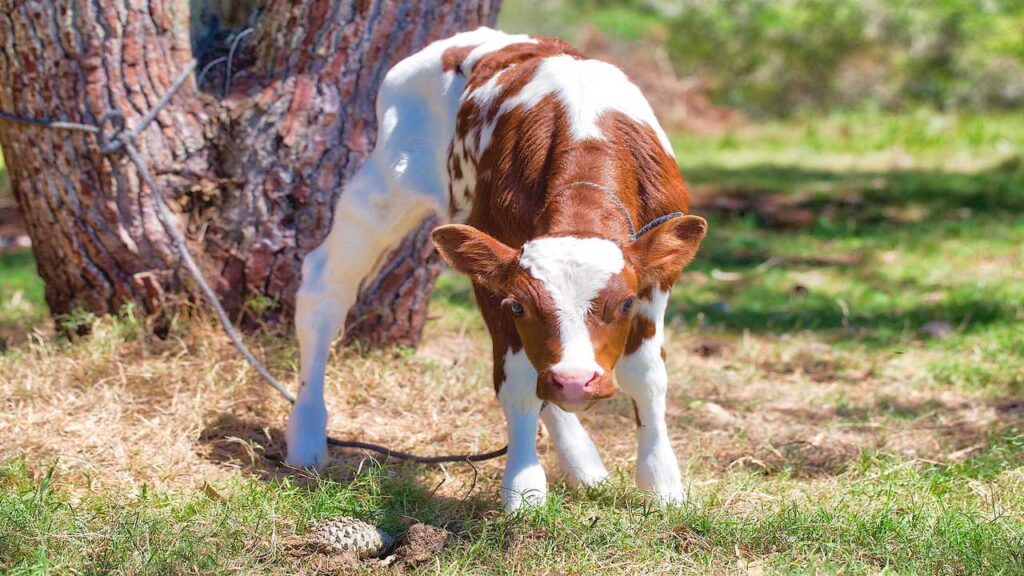 Miniature Herefords