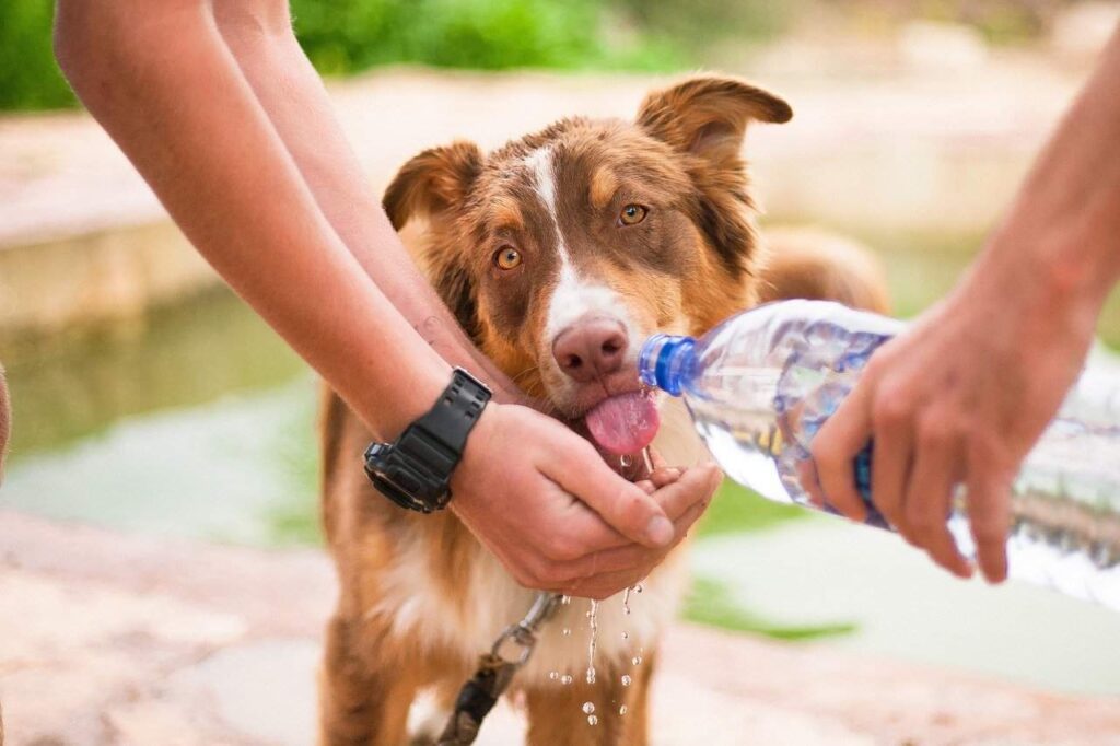 Man help a dog