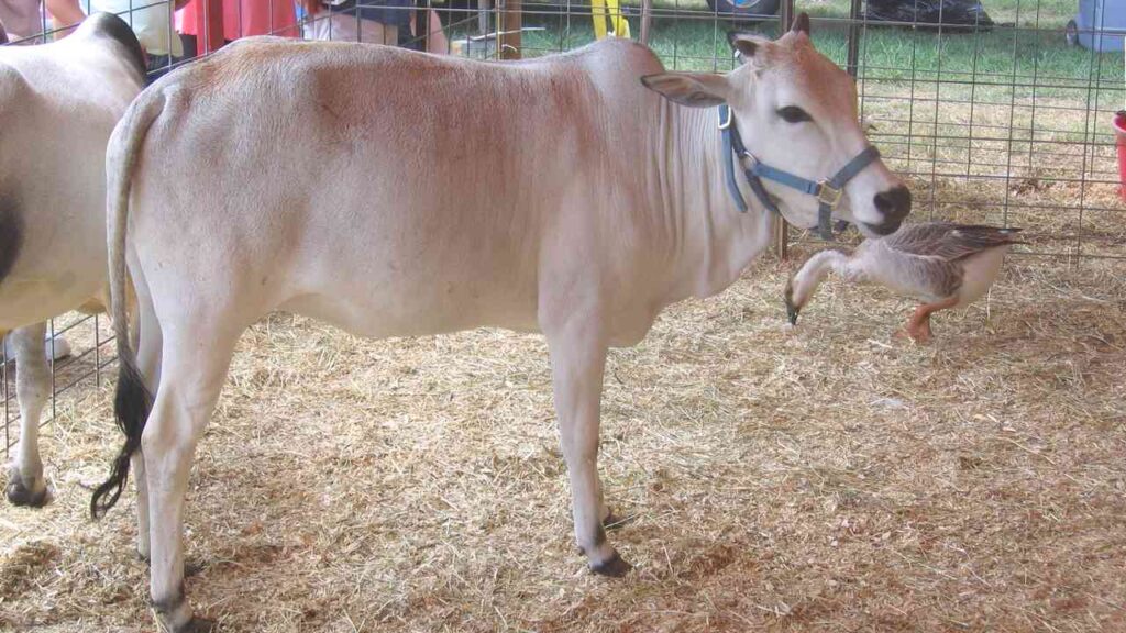 Miniature Zebu