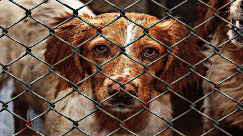 dog shelter