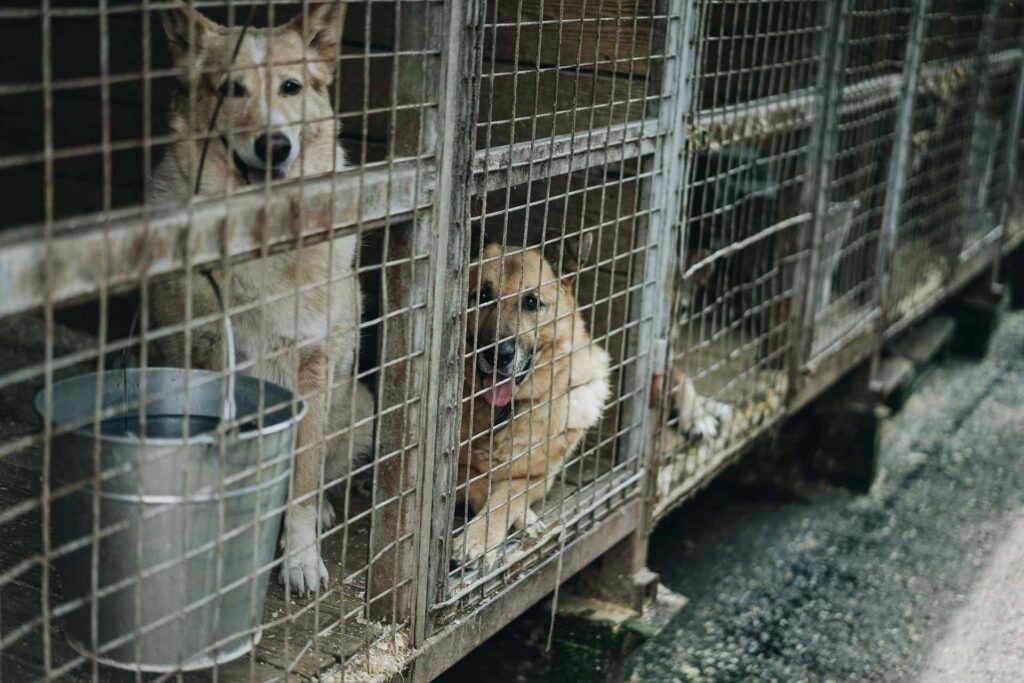dog shelter
