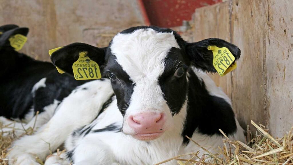 holstein calf