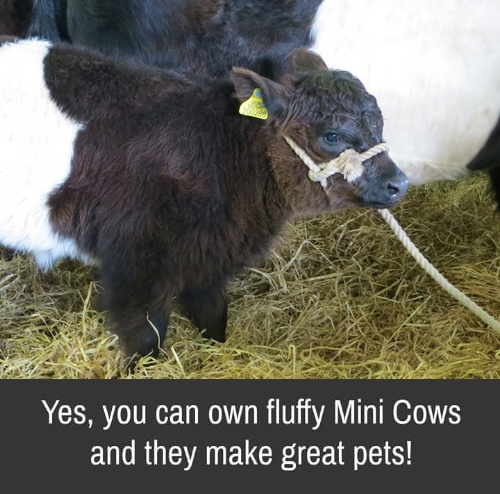 Miniature cows