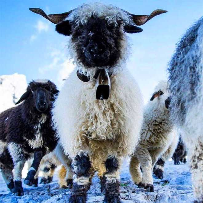 valais blacknose sheep