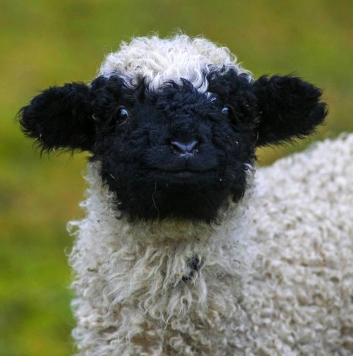 valais blacknose sheep