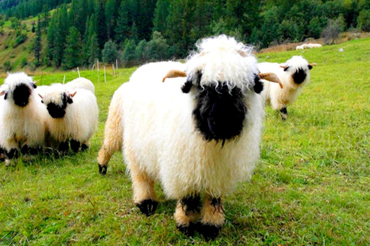 valais blacknose sheep