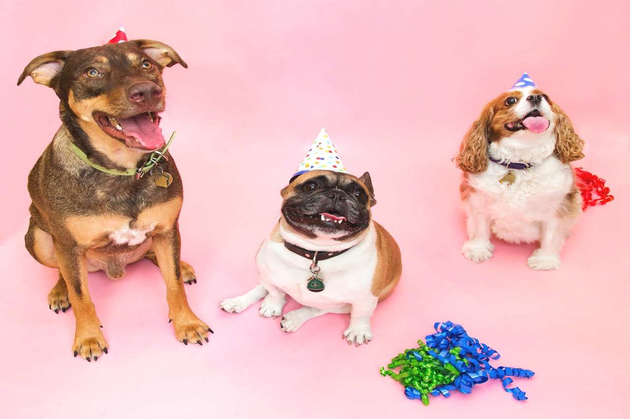10 Ways to Celebrate Your Dog's Birthday