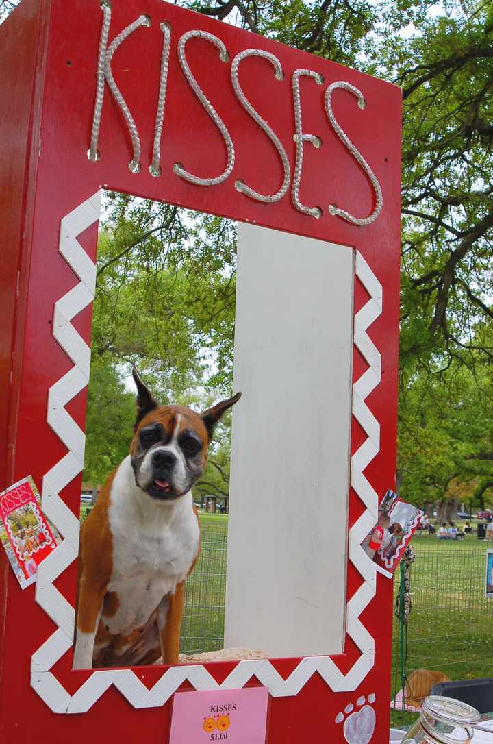 Dog Photo Booth