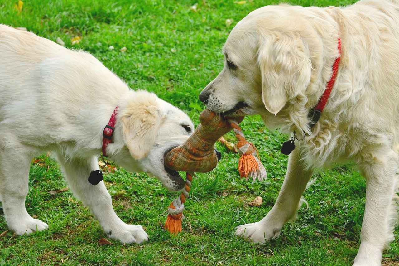 dogs play