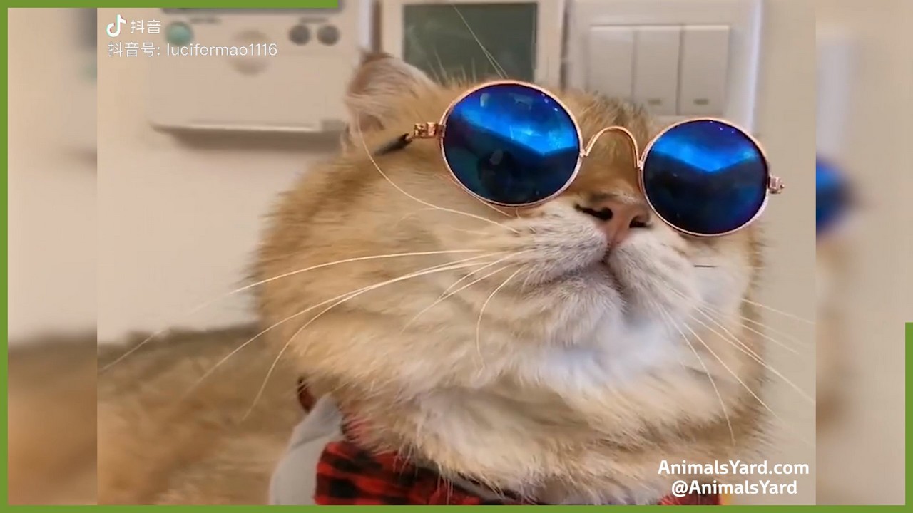 Cute cat videos 2020