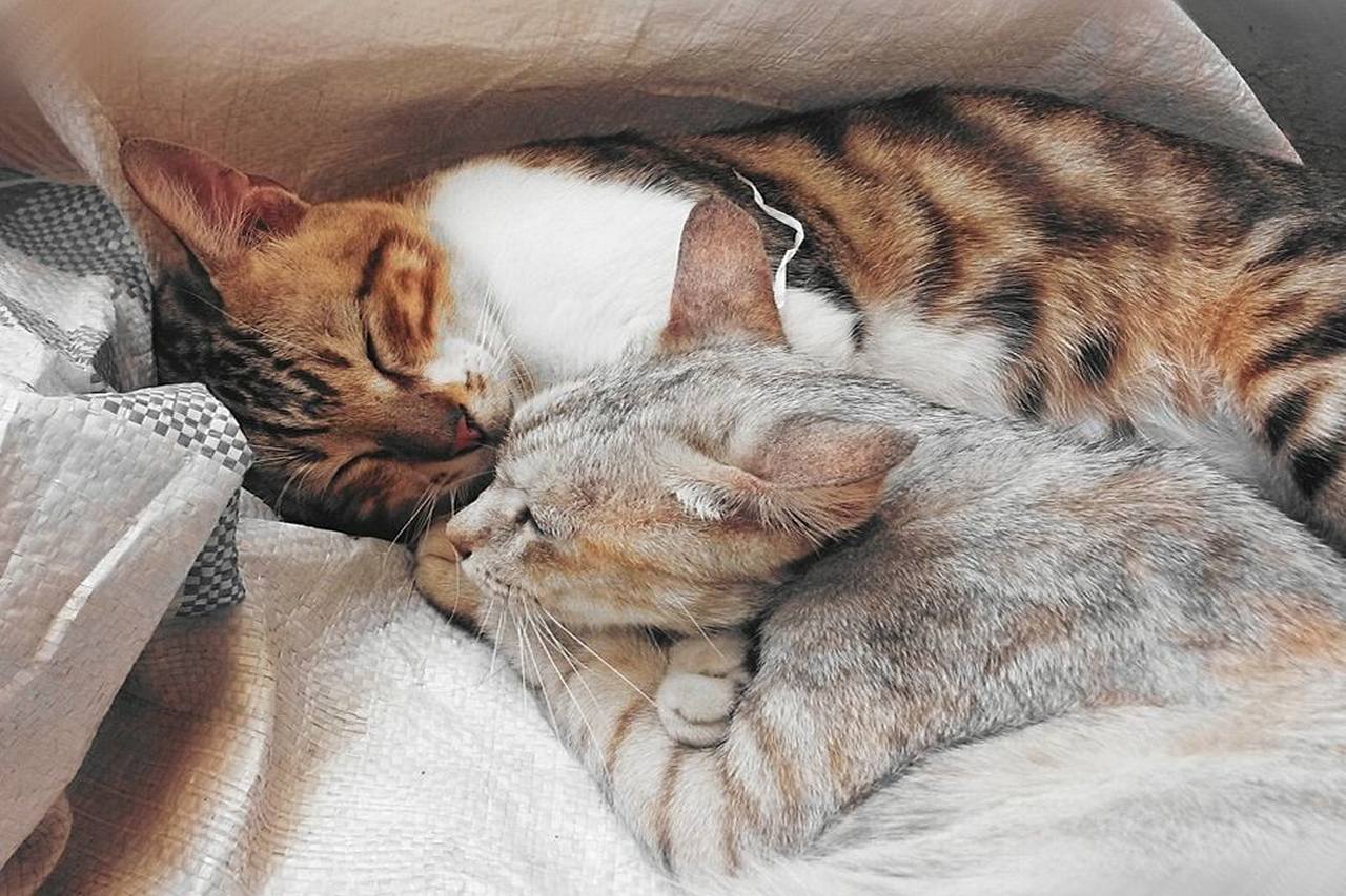 Cat Cuddles What to Know About Your Lovely Cats Snuggling Habits