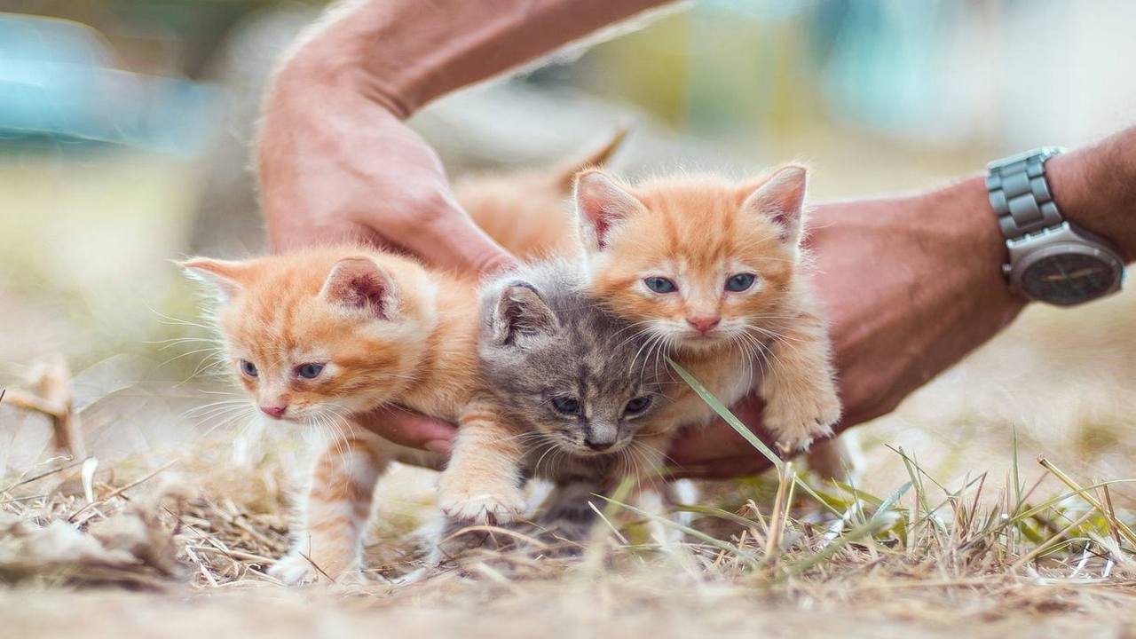 Cute Kittens