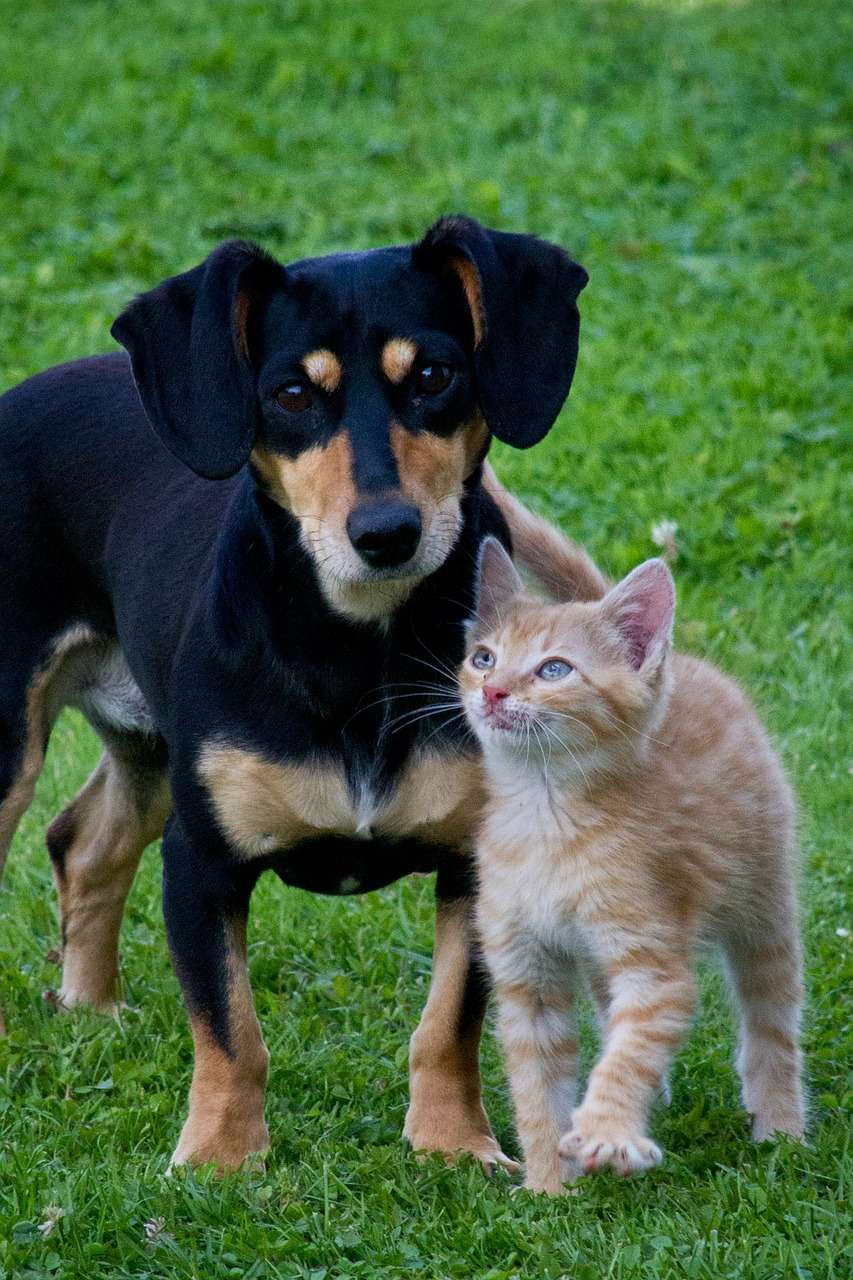 Dog And Cat Goofing Around