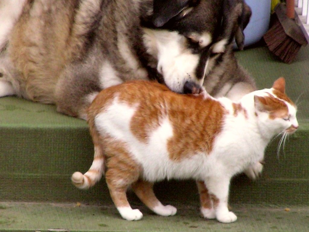 Dog And Cat Incredible Story 