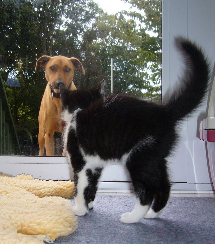 Dog And Cat Meeting for the First Time