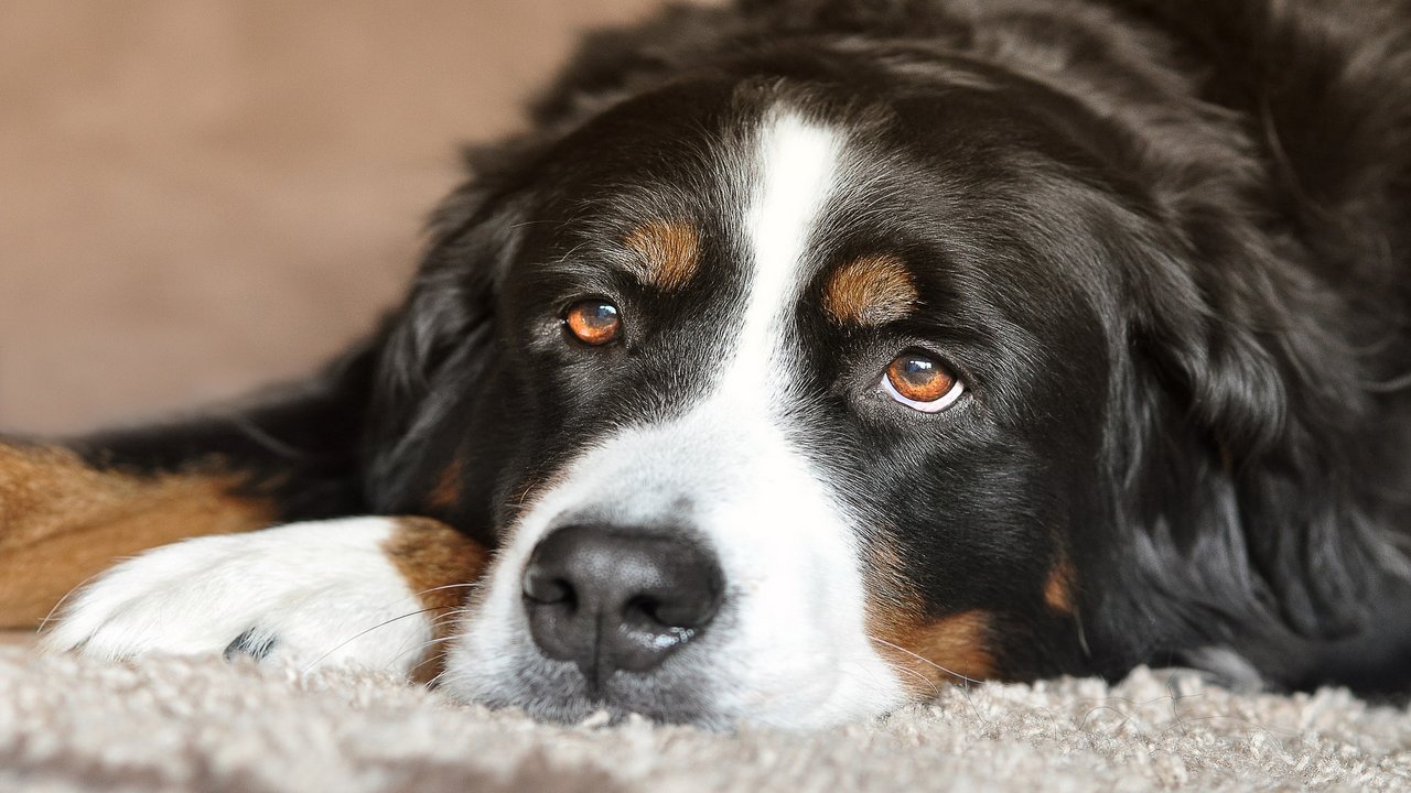 Dog Sitting Quietly