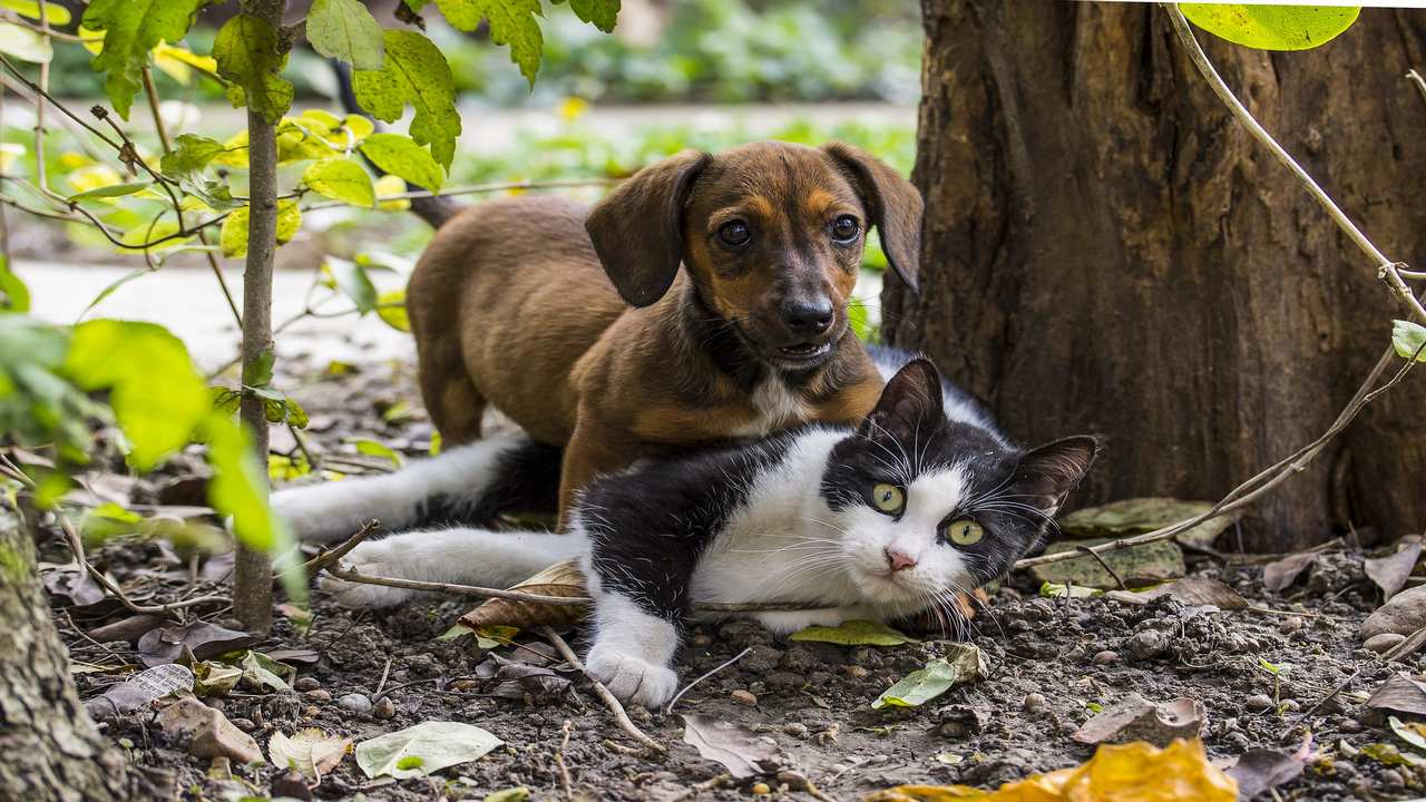 Happy Dog And Cat