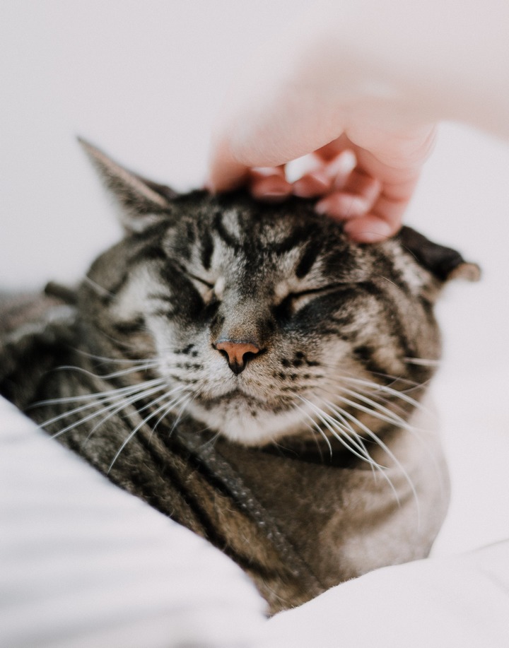 Cat Cuddles What To Know About Your Lovely Cats Snuggling Habits 