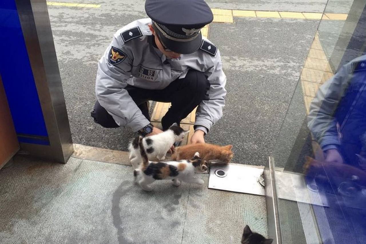 Pregnant stray cat gives birth to beautiful kittens in a police station