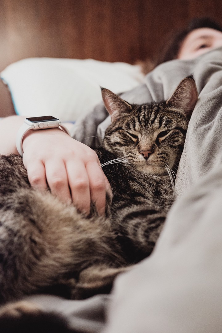 Why Do Some Home Cats Cuddle More Than Others