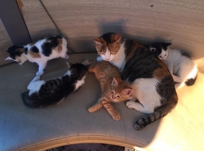 beautiful kittens in a police station