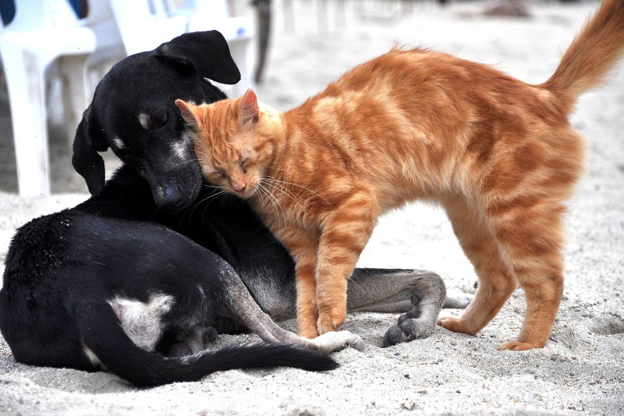 Cohabitation between cat and dog