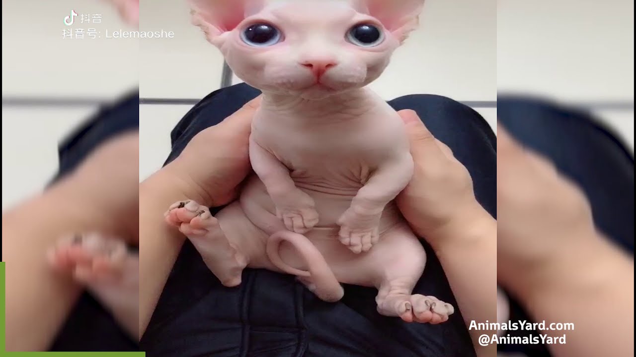 Sphynx is not completely furless