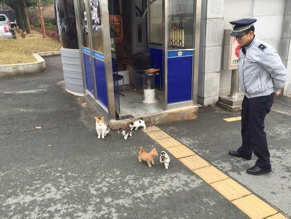 stray cat gives birth to beautiful kittens in a police station