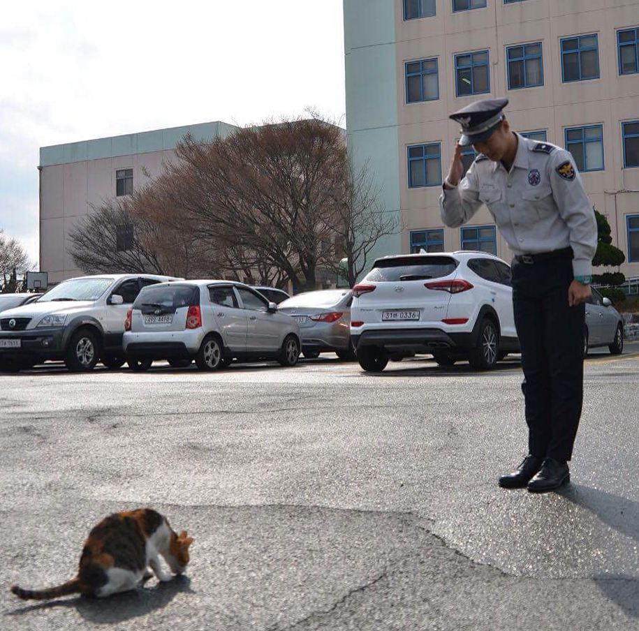 stray cat in a police station