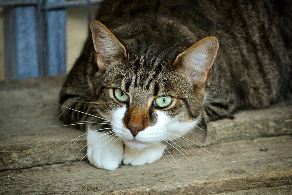National Cat Day Cat Day National Cat Day Cat Day