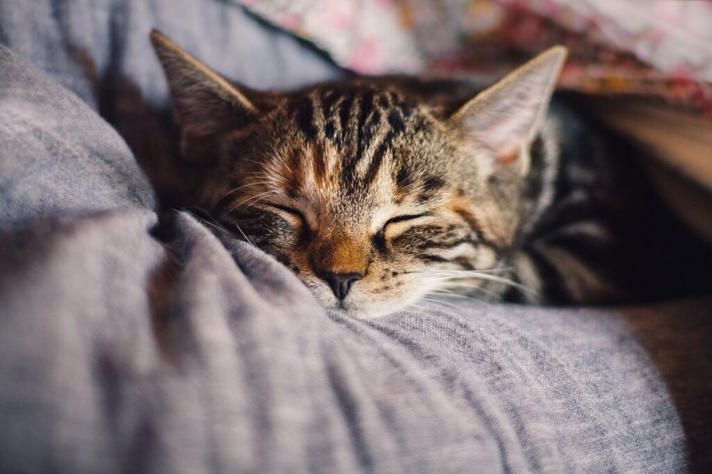 National Cat Day Cat Day October 29th National Cat Day Cat Day October 29th