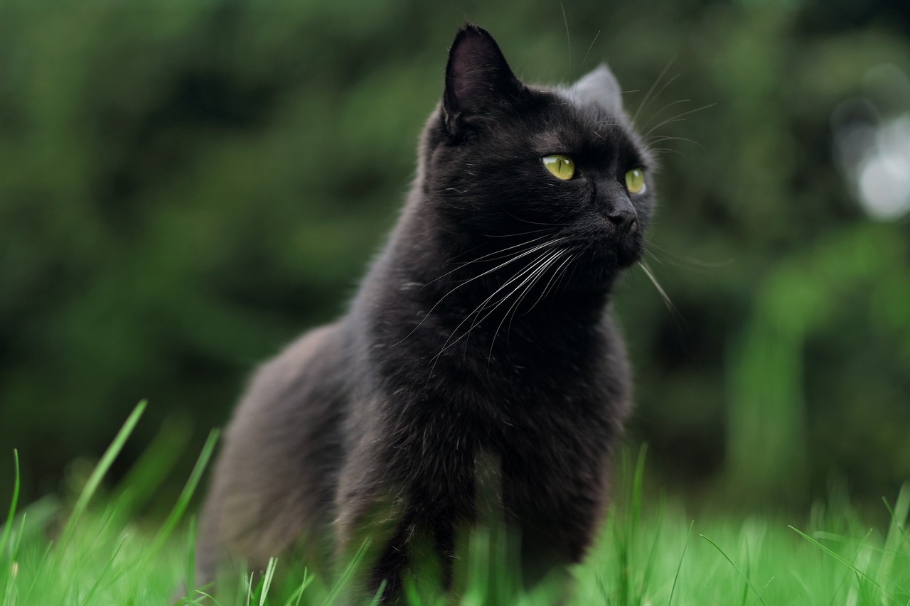 national black cat day 2020