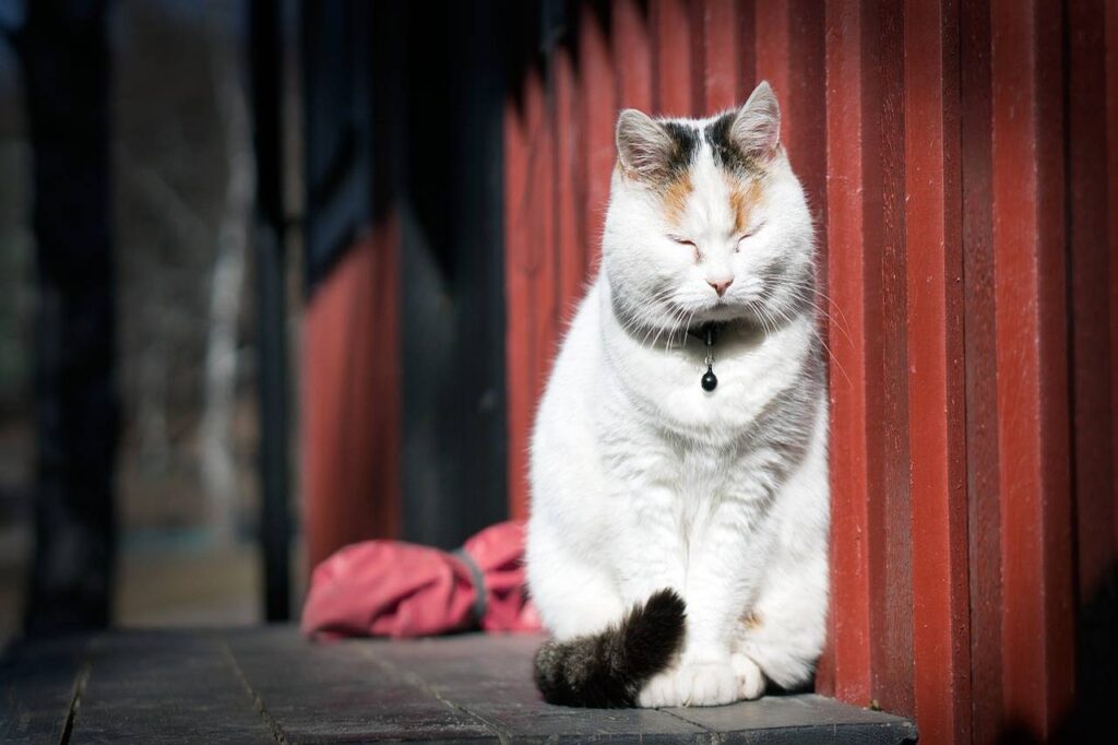when do cats start purring when do cats start purring