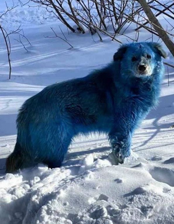 Blue Russian Dogs Spotted Near Abandoned Factory