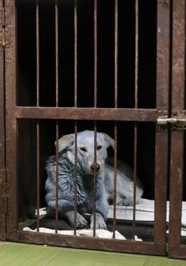 Blue Dogs Found Roaming Near Abandoned Chemical Plant