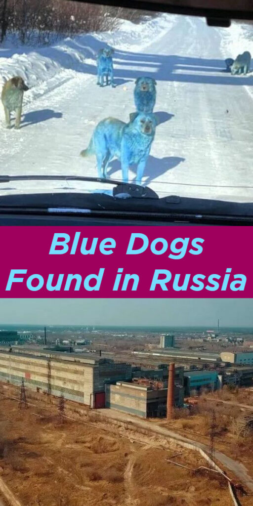 Blue Dogs found in Russia Blue Dogs found in Russia