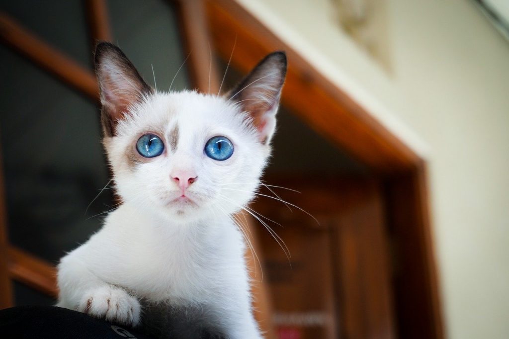 Kitten education 10 mistakes to avoid Kitten education 10 mistakes to avoid
