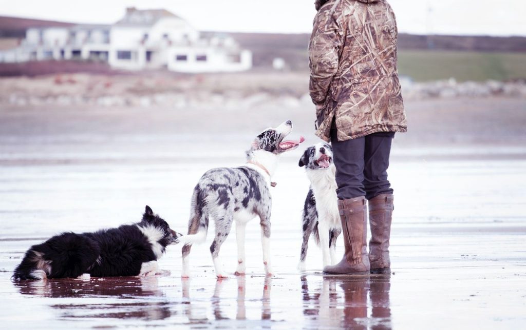 dog ownership heart benefits dog ownership heart benefits