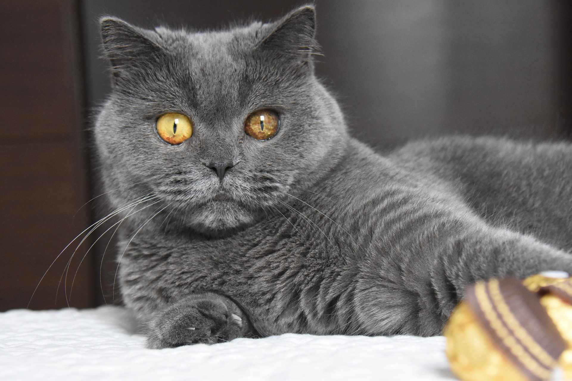 british shorthair british shorthair