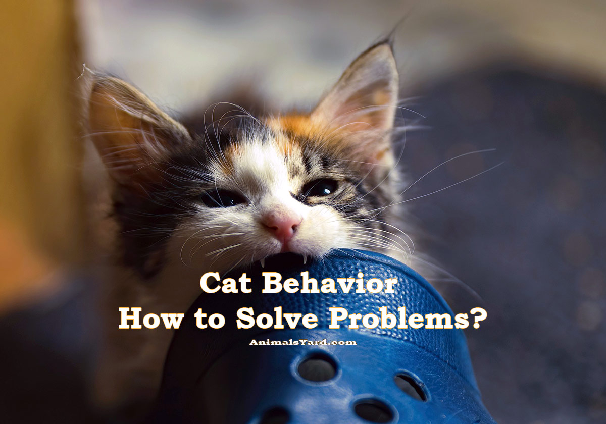 Cat Behavior How to Solve Problems