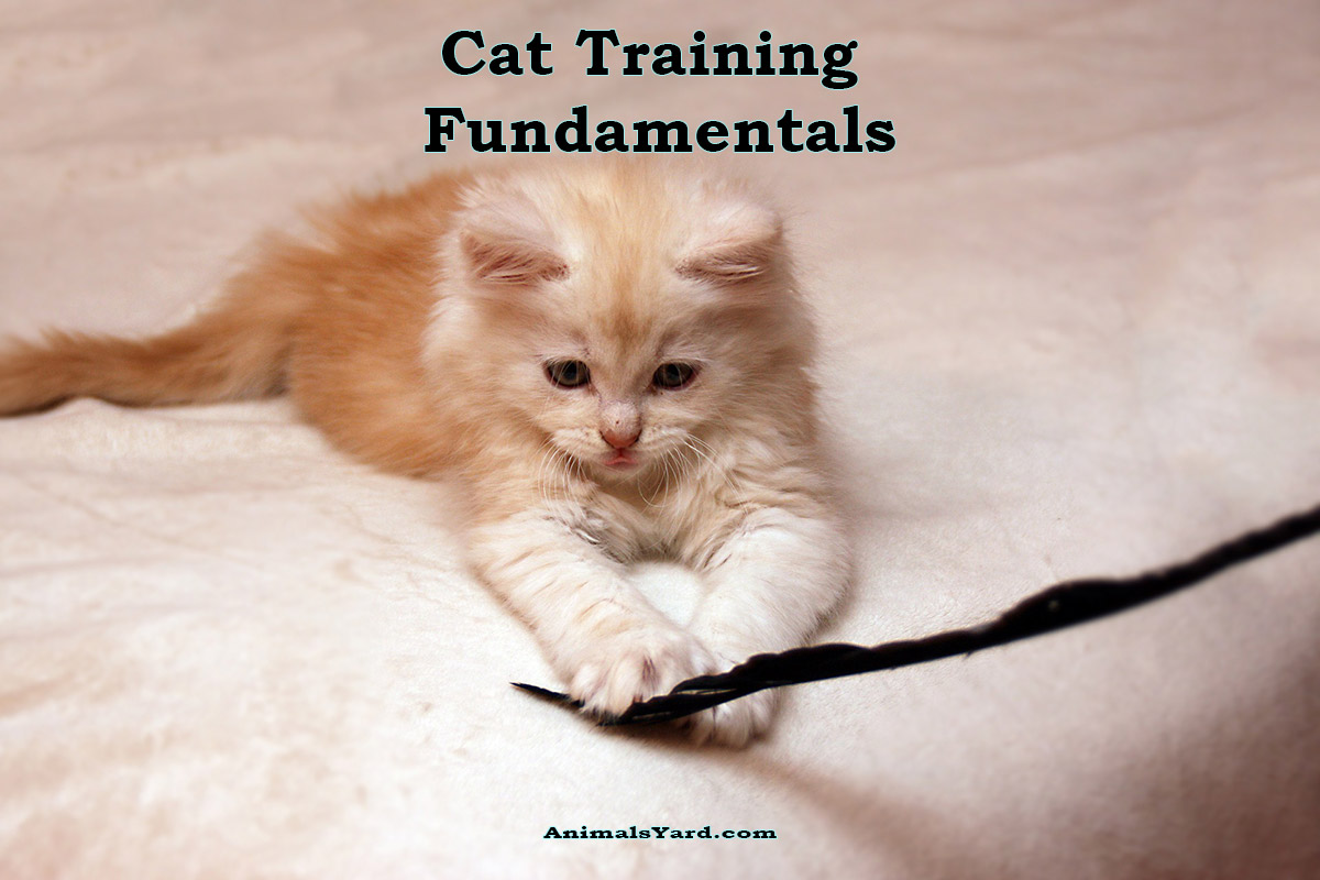 Cat Training Fundamentals