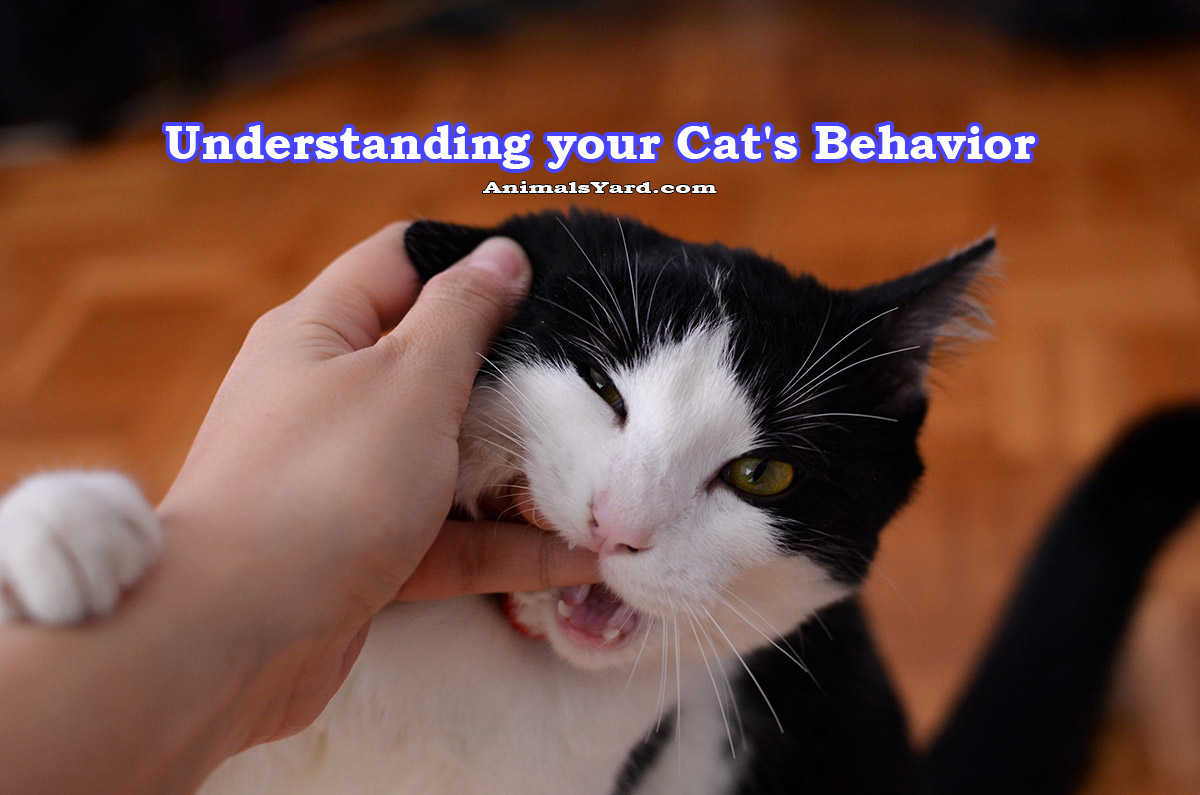 Understanding your cat's behavior