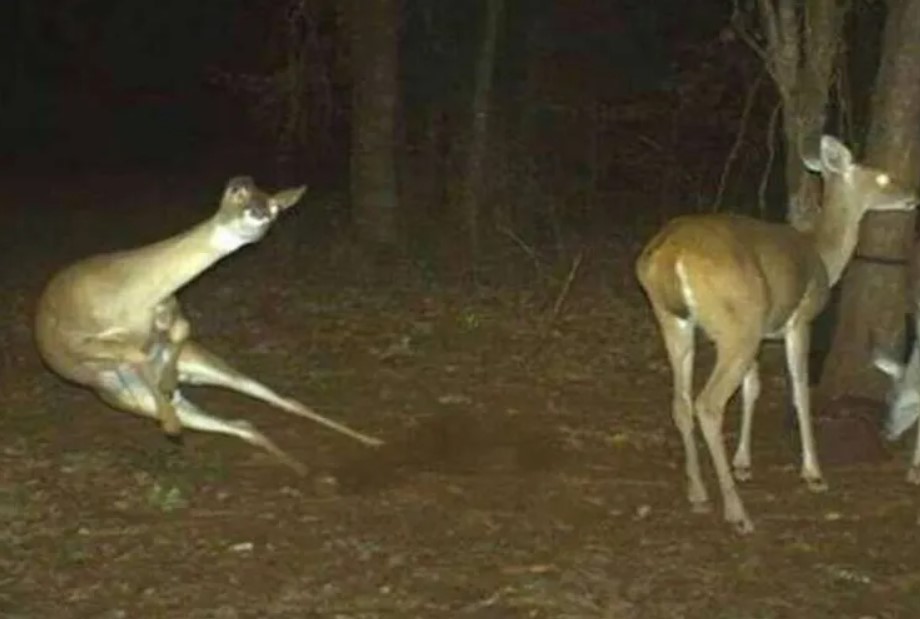 5 The Intimately Bewildering Moments Captured on Trail Cams