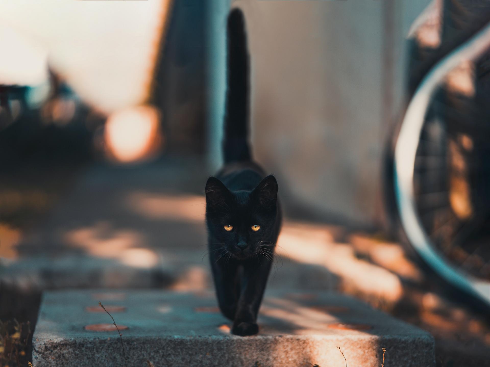 Bombay cat