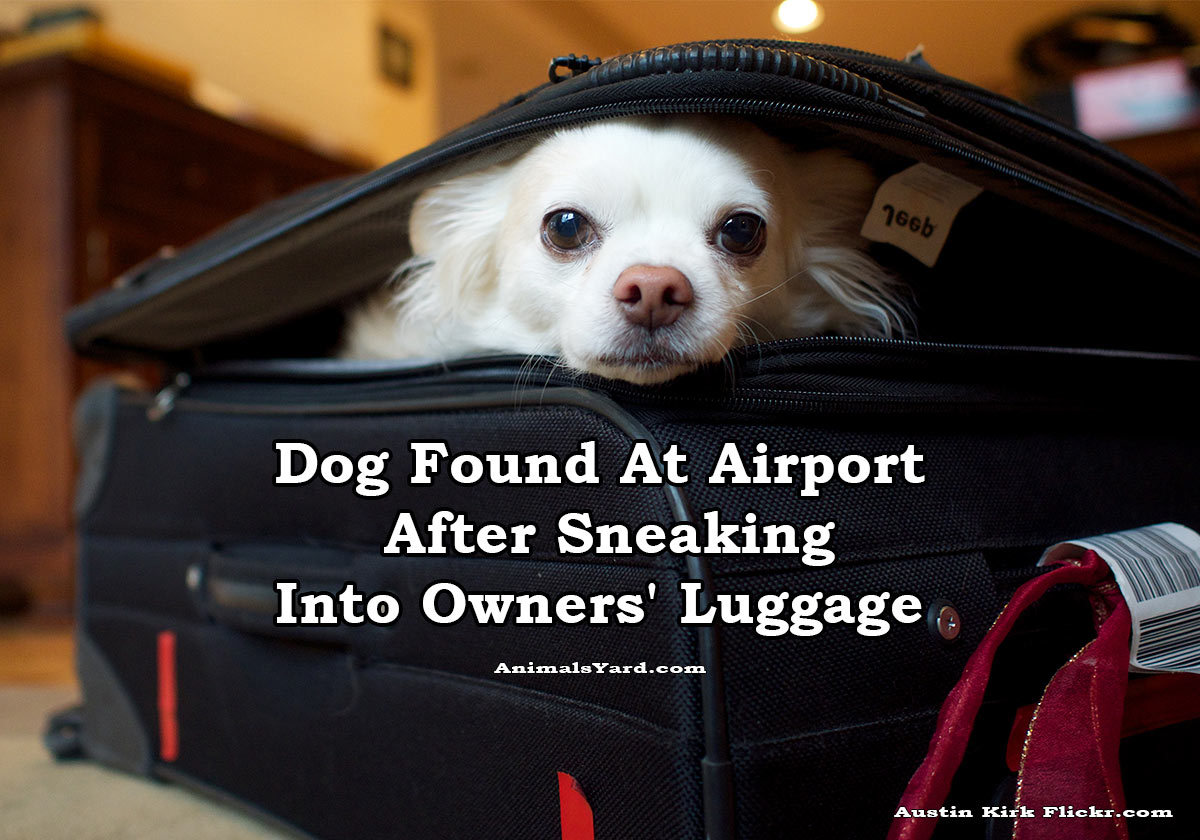 Dog Found At Airport After Sneaking Into Owners Luggage