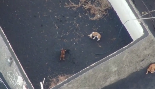 Rescue drones deliver food to dogs stranded by volcano eruption