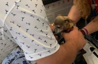 Texas couple finds pet chihuahua hiding inside luggage