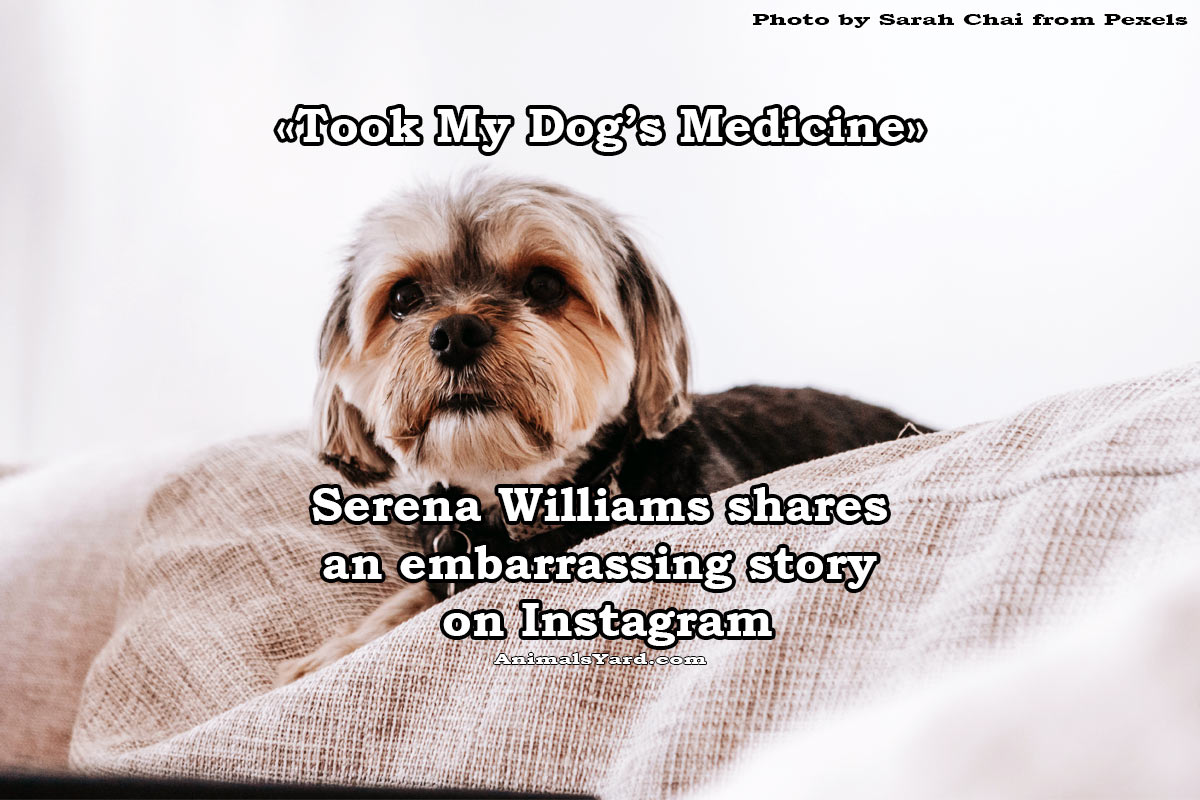 Took My Dogs Medicine Serena Williams shares an embarrassing story on Instagram