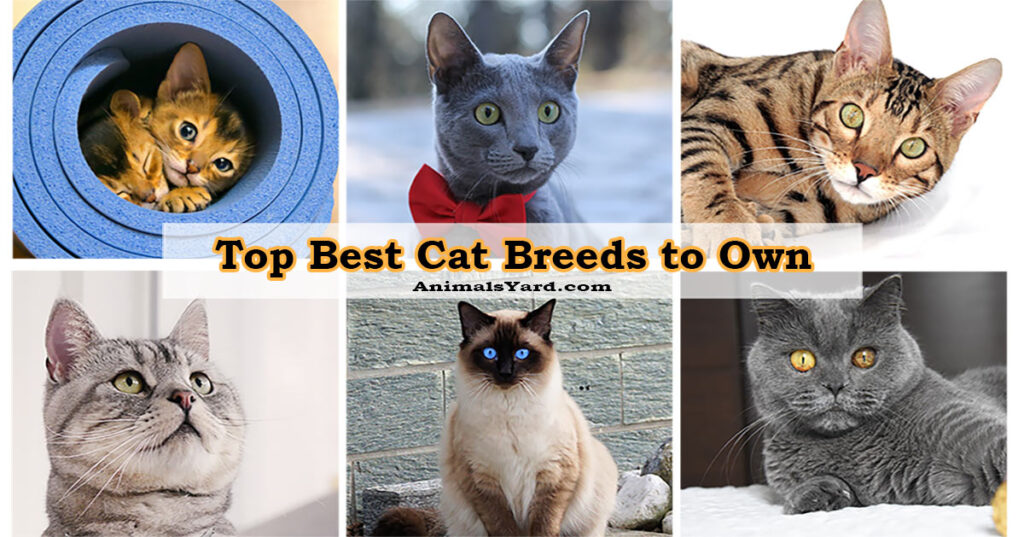 Top Best Cat Breeds to Own - Animals yard