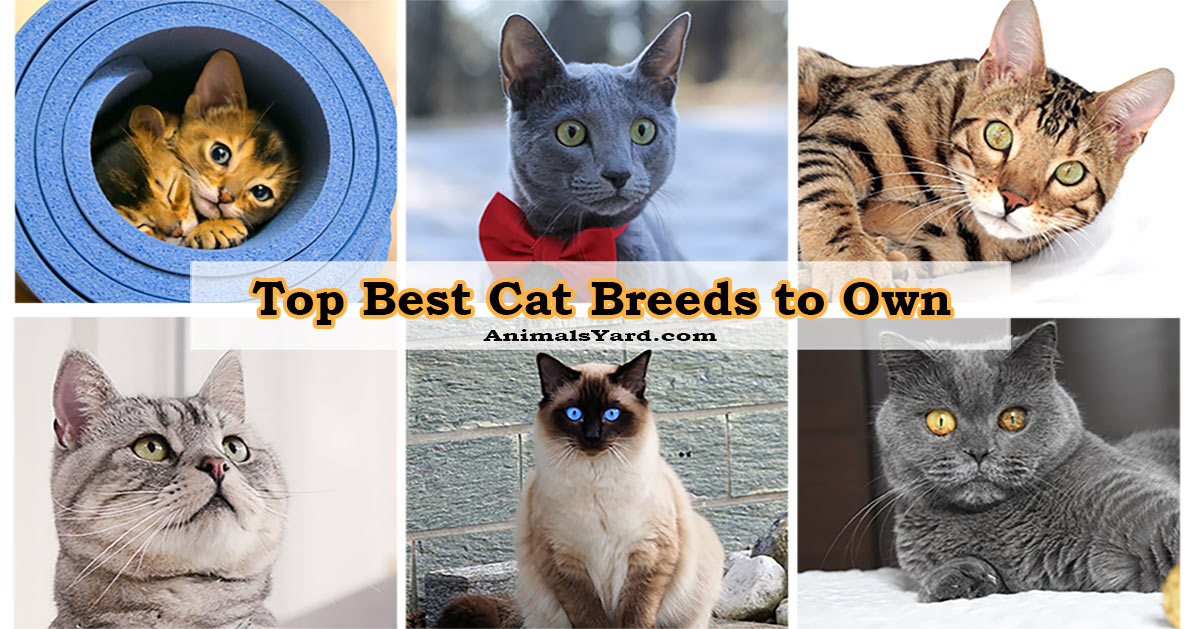 Top Best Cat Breeds to Own Animals yard